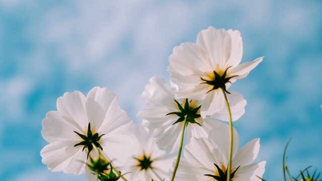 white petaled flowers during day