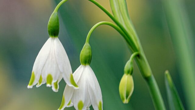 white flower in tilt shift lens