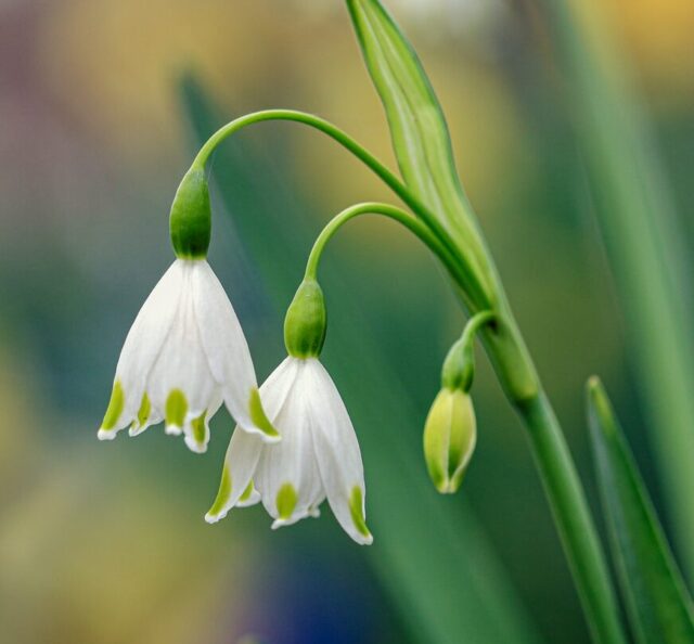 white flower in tilt shift lens
